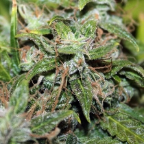 Auto Amnesia (Seedsman Seeds) Cannabis Seeds