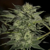Auto Blue (Seedsman Seeds) Cannabis Seeds