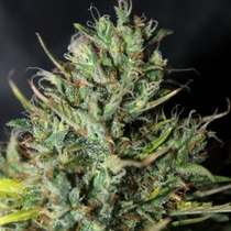 Auto Cheese (Seedsman Seeds) Cannabis Seeds