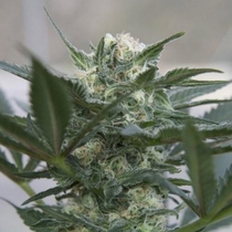 Auto Kush (Seedsman Seeds) Cannabis Seeds