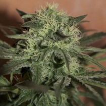 Auto Lemon (Seedsman Seeds) Cannabis Seeds