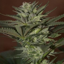 Auto Mini Gun (Seedsman Seeds) Cannabis Seeds