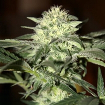 Auto Moscow (Seedsman Seeds) Cannabis Seeds
