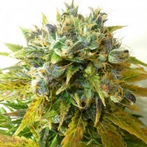 Auto Onyx (Seedsman Seeds) Cannabis Seeds