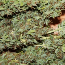 Auto Skunk #1 (Seedsman Seeds) Cannabis Seeds