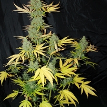 Auto Sweet Tooth (Seedsman Seeds) Cannabis Seeds