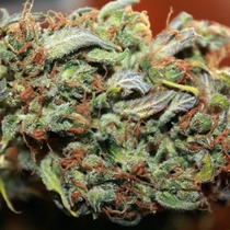 Auto White Widow (Seedsman Seeds) Cannabis Seeds