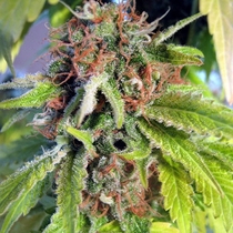 Blueberry (Seedsman Seeds) Cannabis Seeds