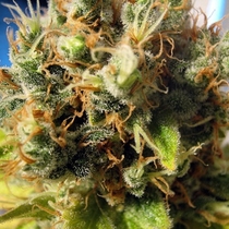 California Orange (Seedsman Seeds) Cannabis Seeds
