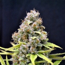 CBD Shark Shock (Seedsman Seeds) Cannabis Seeds