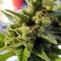 Cheese (Seedsman Seeds) Cannabis Seeds