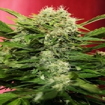 Chronic Ryder (Seedsman) Cannabis Seeds