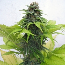 Cream Caramel (Seedsman Seeds) Cannabis Seeds