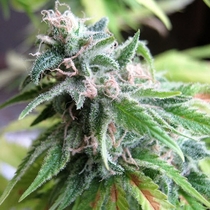 Early Skunk (Seedsman Seeds) Cannabis Seeds