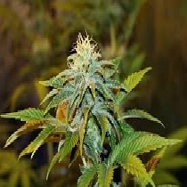 Girl Scout Crack (Seedsman Seeds) Cannabis Seeds