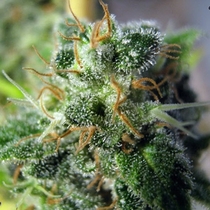 Jack Herer (Seedsman Seeds) Cannabis Seeds
