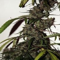 Jungle Wreck (Seedsman Seeds) Cannabis Seeds