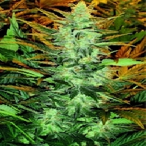 Lowryder #2 (Seedsman Seeds) Cannabis Seeds