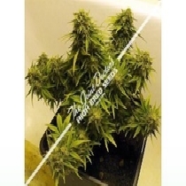 Lowryder Mix (Seedsman) Cannabis Seeds