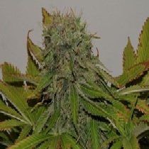 Mama Mia (Seedsman Seeds) Cannabis Seeds