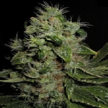 Mazari (Seedsman Seeds) Cannabis Seeds