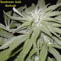 Narkush (Seedsman Seeds) Cannabis Seeds