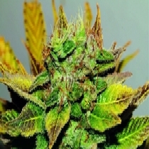 Northern Soul (Seedsman Seeds) Cannabis Seeds
