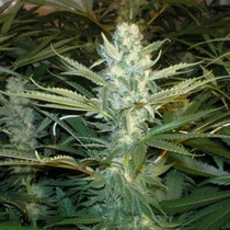 Original Skunk #1 (Seedsman Seeds) Cannabis Seeds