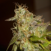 Power Africa (Seedsman Seeds) Cannabis Seeds