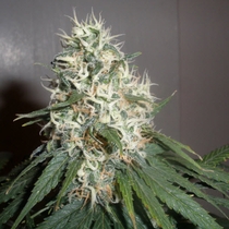 Purple Bud (Seedsman Seeds) Cannabis Seeds