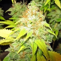 Somango (Seedsman Seeds) Cannabis Seeds