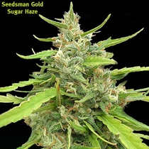 Sugar Haze (Seedsman Seeds) Cannabis Seeds