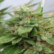 The OGRE (Seedsman) Cannabis Seeds
