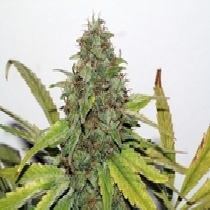 Velvet Bud (Seedsman Seeds) Cannabis Seeds