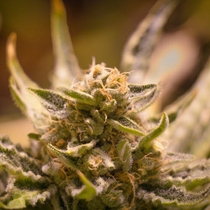 White Widow (Seedsman Seeds) Cannabis Seeds