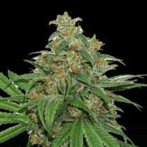 AK420 (SeedStockers Seeds) Cannabis Seeds
