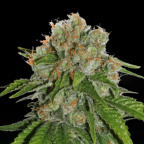 Amnesia Auto (SeedStockers Seeds) Cannabis Seeds
