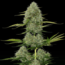 BCN Critical XXL Auto (SeedStockers Seeds) Cannabis Seeds