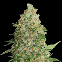 BCN Critical XXL (SeedStockers Seeds) Cannabis Seeds