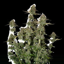 BCN Power Plant Auto (SeedStockers Seeds) Cannabis Seeds