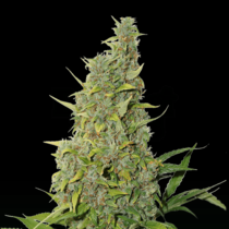 BCN Power Plant (SeedStockers Seeds) Cannabis Seeds