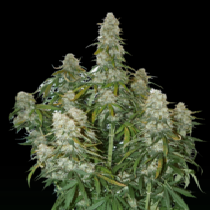 Big Bud Auto (SeedStockers Seeds) Cannabis Seeds