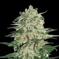 Big Bud (SeedStockers Seeds) Cannabis Seeds