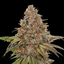Blackberry Gum Auto (SeedStockers Seeds)DAILYDEAL Cannabis Seeds