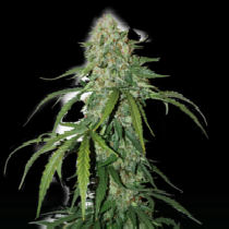 CBD 1:1 Silver Lime Haze Auto (SeedStockers Seeds) Cannabis Seeds