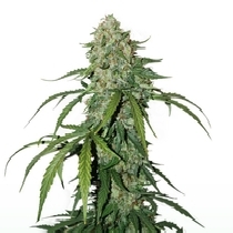 CBD 1:1 Silver Lime Haze (SeedStockers Seeds) Cannabis Seeds