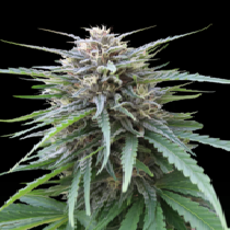 Frizzy Kush (SeedStockers Seeds) Cannabis Seeds