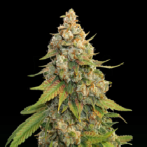 Golden Lemon Haze (SeedStockers Seeds) Cannabis Seeds