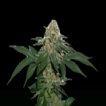 Grandaddy Confidential (SeedStockers Seeds) Cannabis Seeds