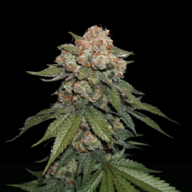 Maple Sherbet (SeedStockers Seeds) Cannabis Seeds